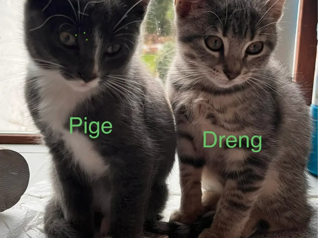 Billede 3 - 2 piger & 1 dreng søger nye hjem