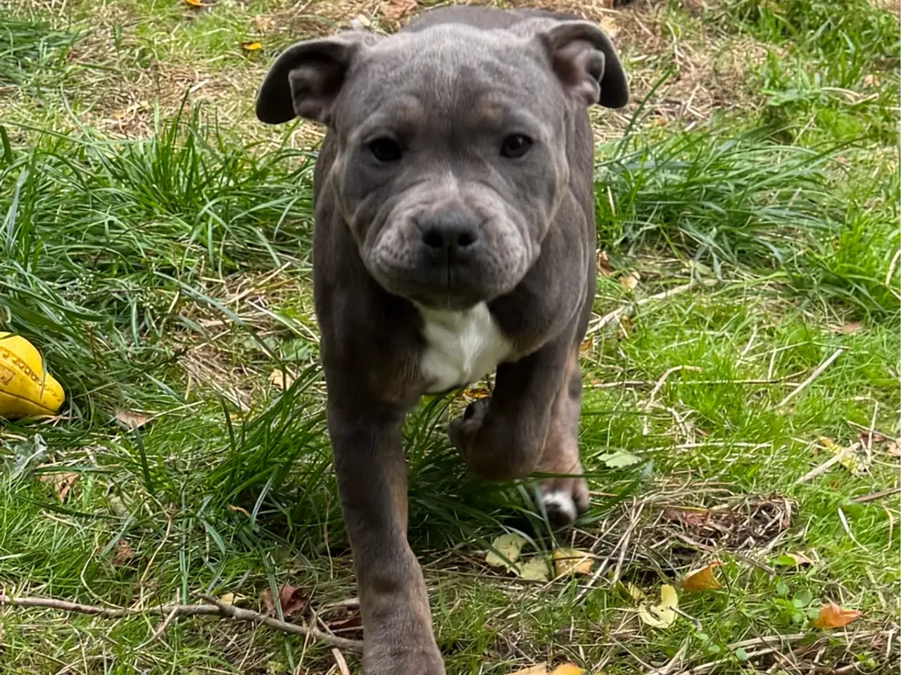 Billede 8 - Staffordshire - Old English Bulldog
