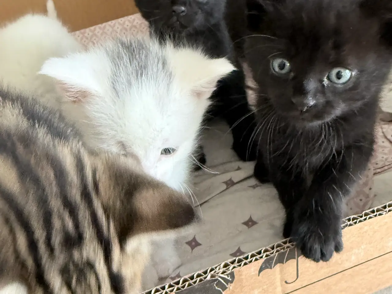 Billede 2 - Blandingskilinger ( 25% maincoon)
