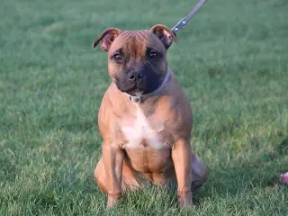 Staffordshire bull terrier piger
