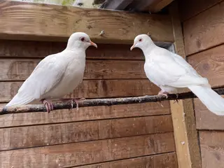 2 stk Skoggerduer/Trylleduer/Latterduer
