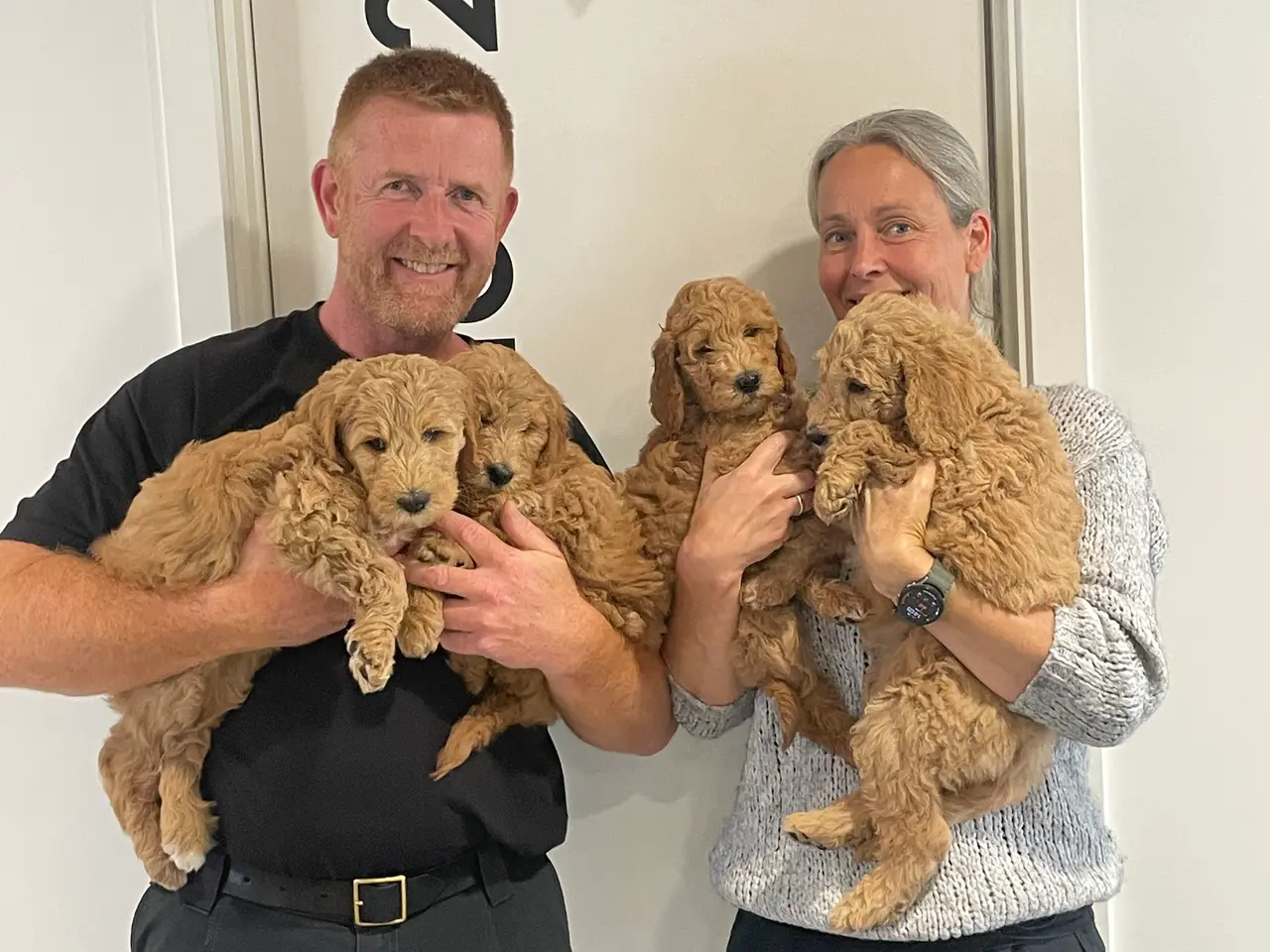 Billede 16 - Goldendoodle hvalpe
