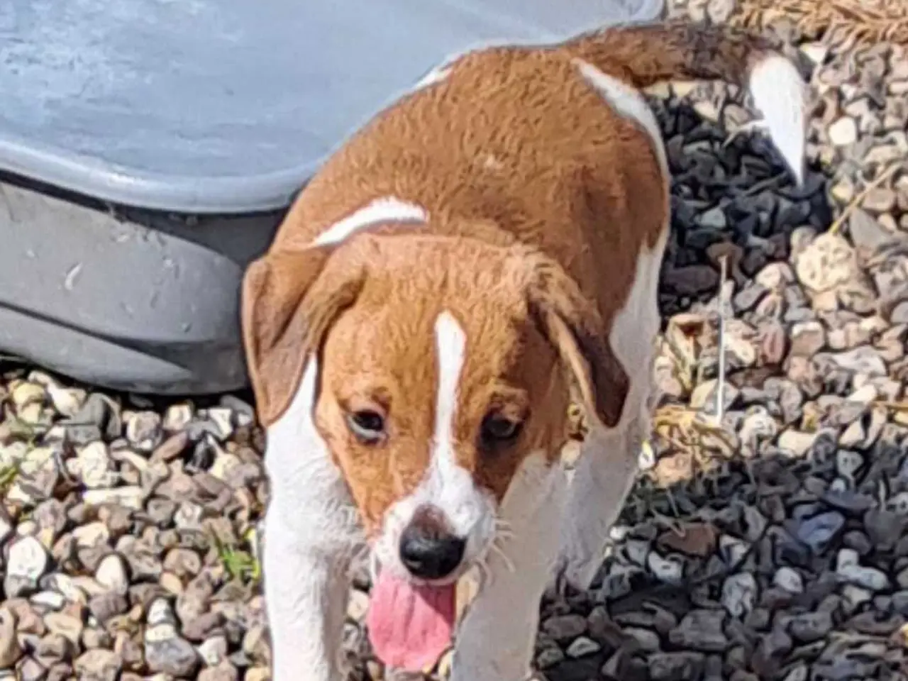 Billede 1 - Dansk svensk gårdhund hvalper