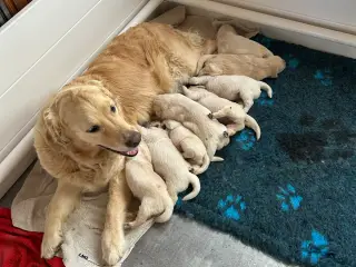 Golden Retriver