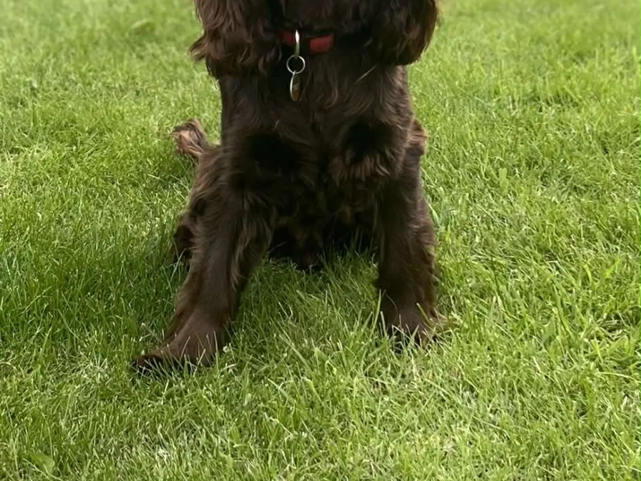 Billede 12 - Cockerspaniel/springerspaniel hvalpe