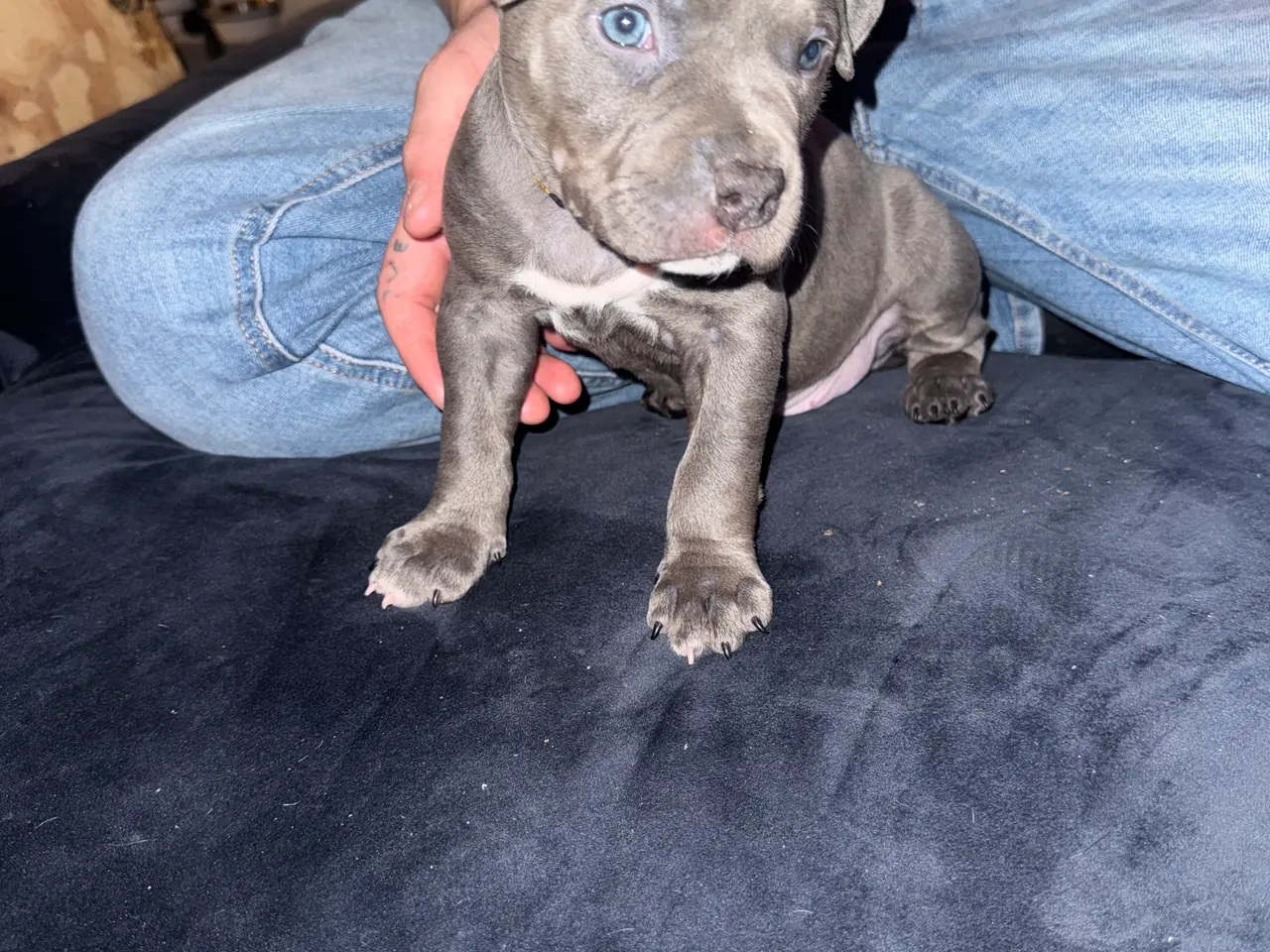 Billede 6 - American bully hvalpe🩵🩷