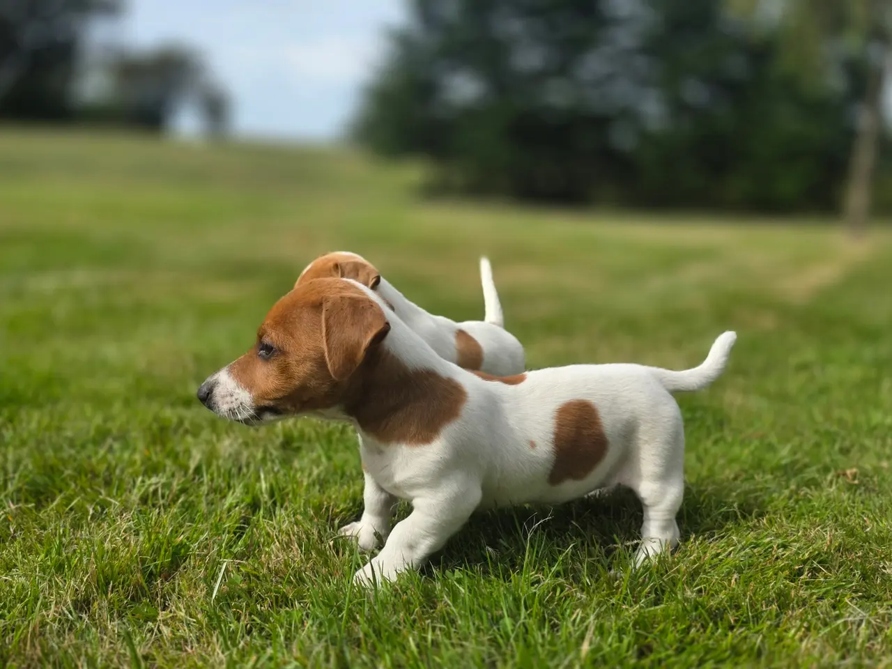 Billede 3 - Jack russel terrier drenge