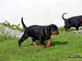Dobermann hvalpe top kvalitet - 5