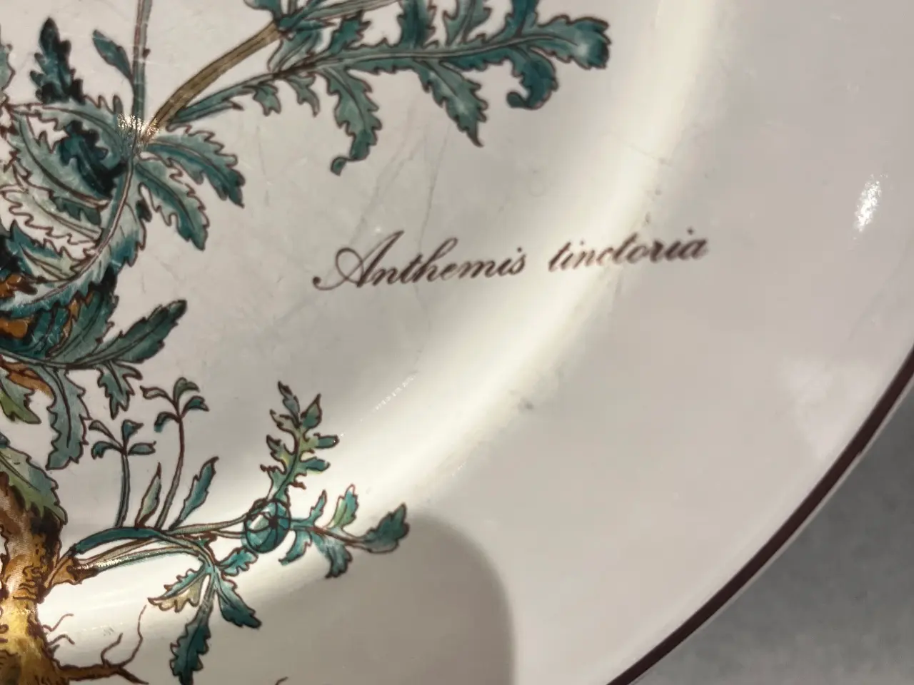 Billede 7 - Villeroy & Boch - Botanica 6 stk middagstallerkene