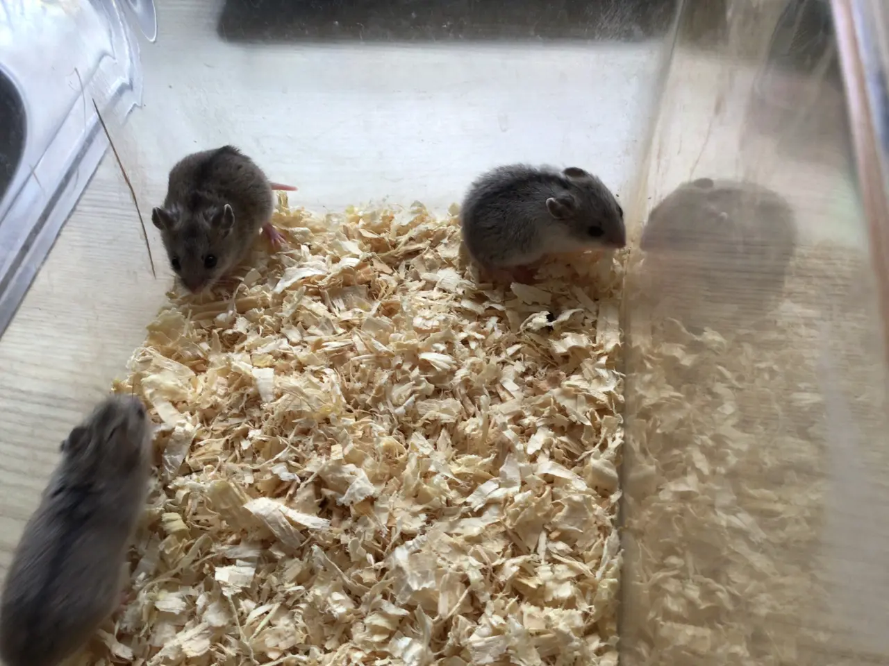 Billede 3 - Kinesiske hamster