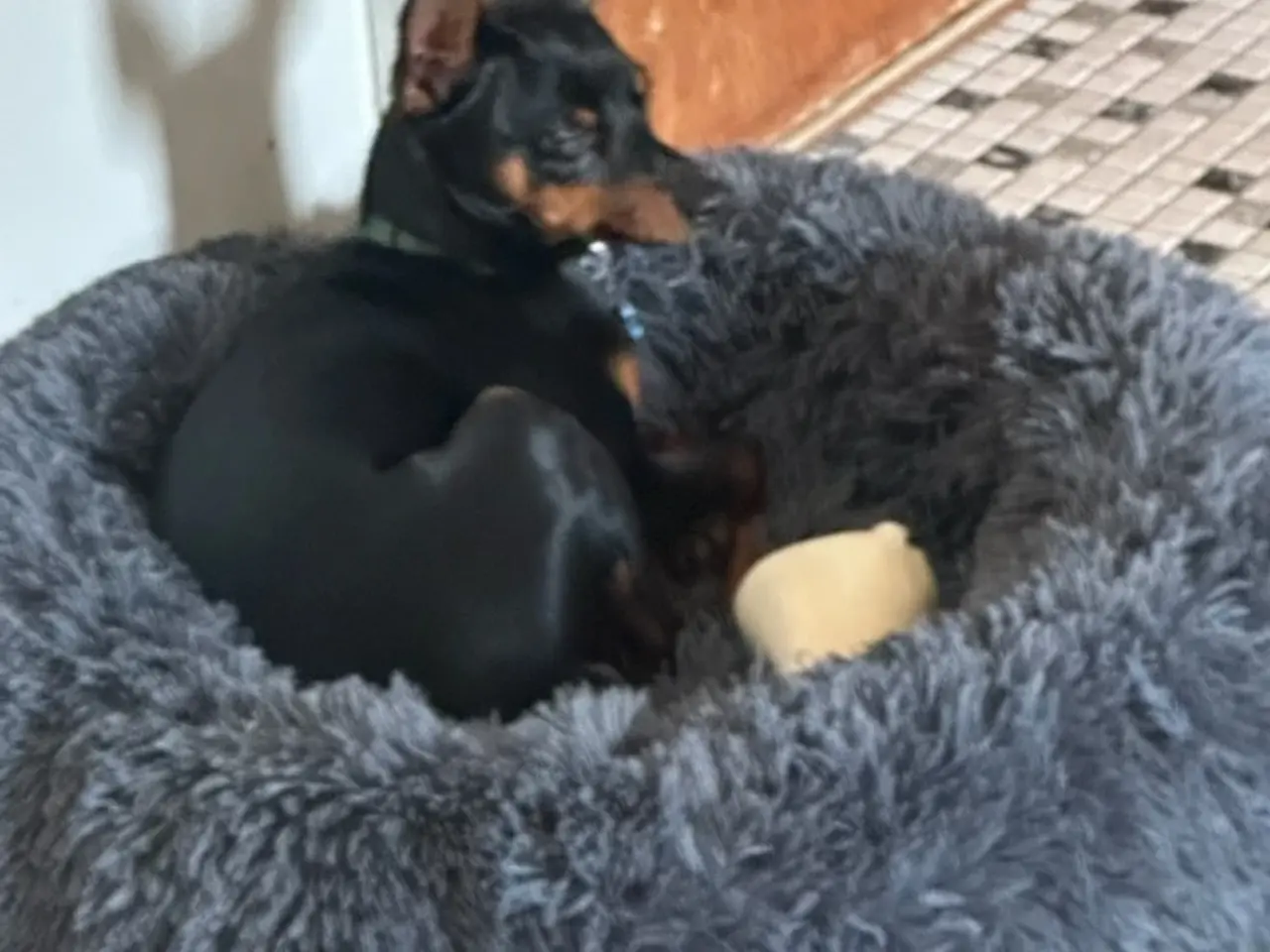 Billede 2 - Sød hund