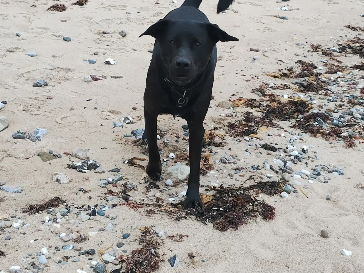 Billede 2 - Labrador hanhund, parring tilbydes 
