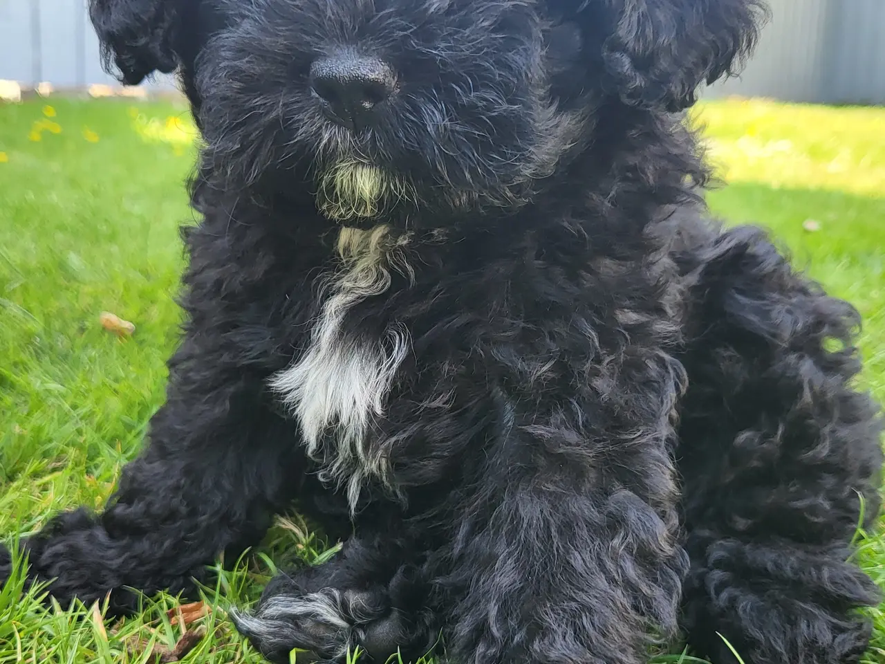 Billede 2 - Shih poo