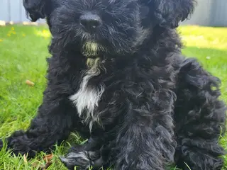 Shih poo