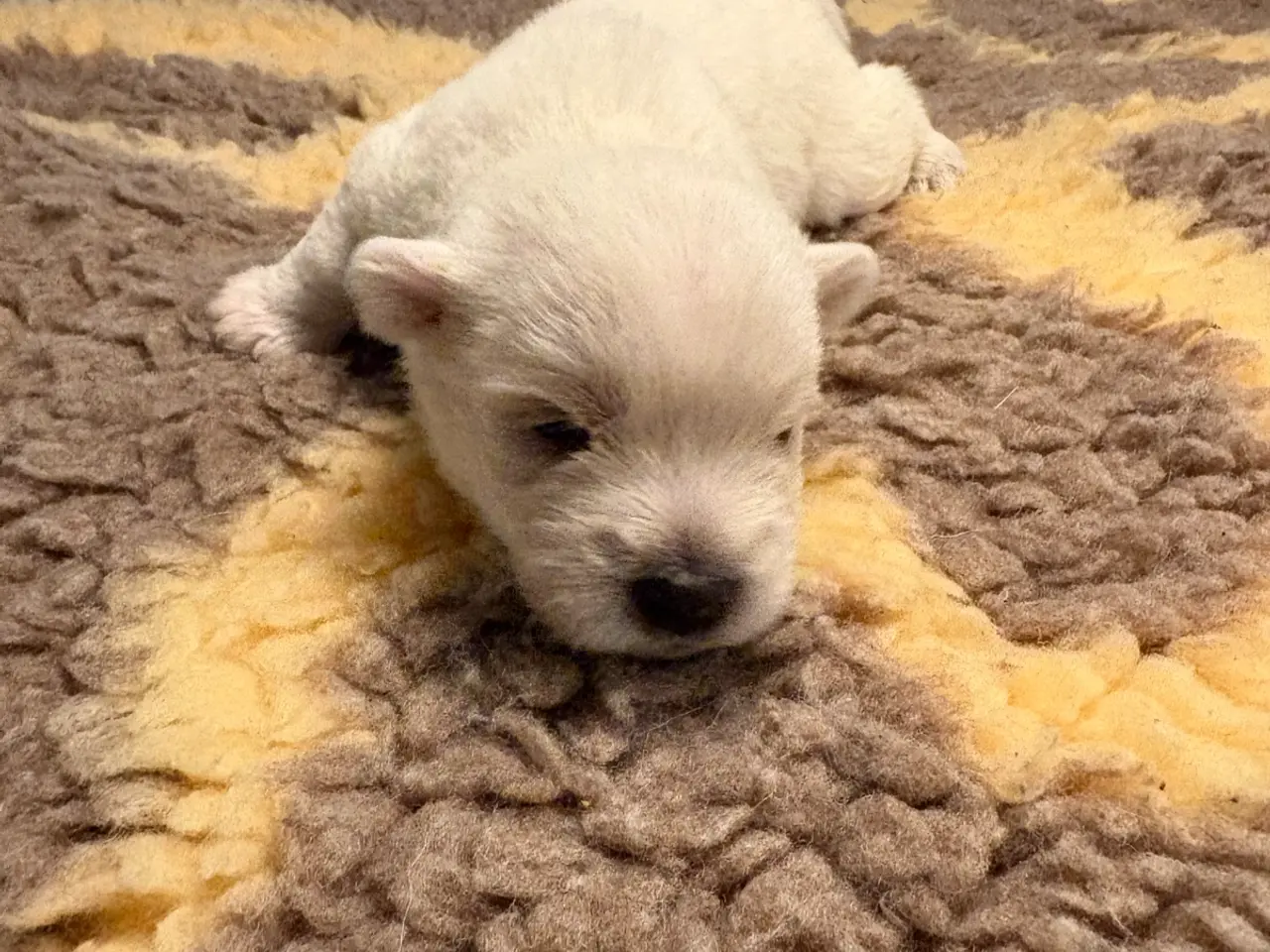 Billede 5 - Skønne Westie hvalpe søger kærlige hjem 🐾