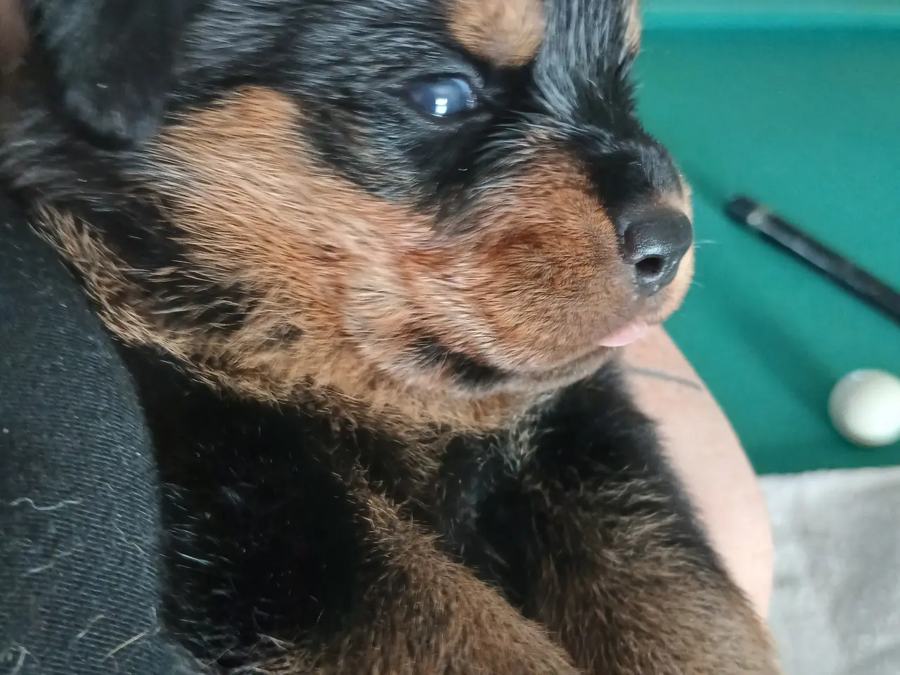 Billede 3 - Rottweiler hvalpe 3 uger