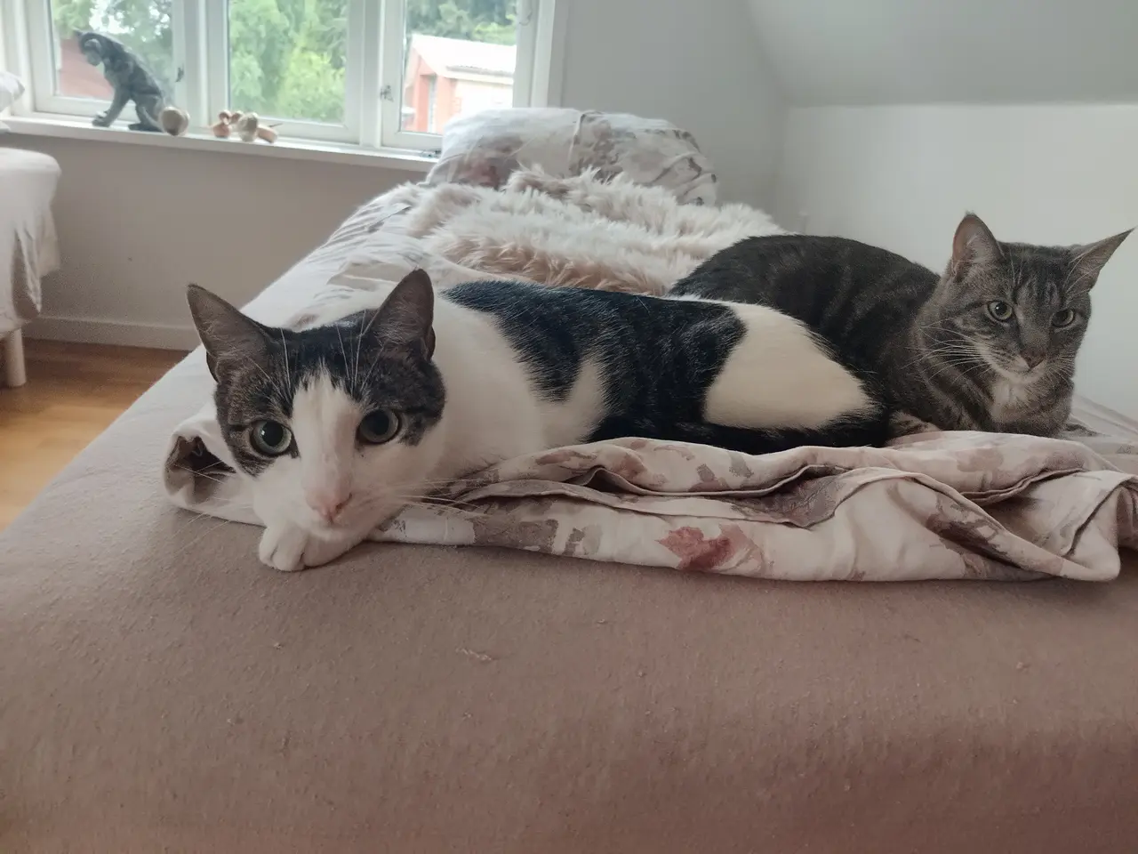 Billede 5 - Mor mis gabbie og Milo