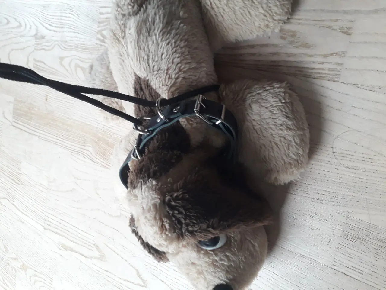 Billede 4 - Billige nye Hundeseler,