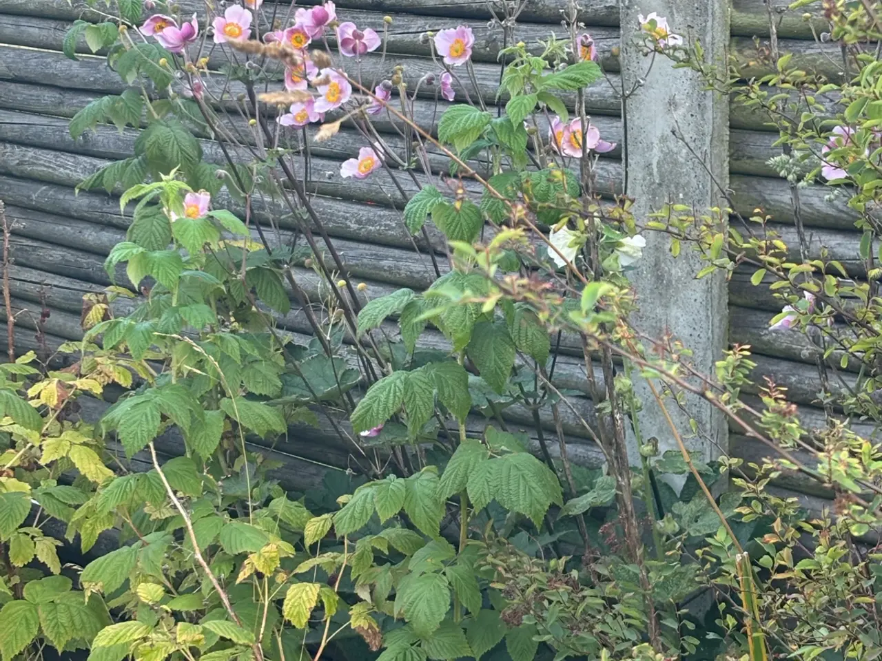 Billede 10 - Planter, buske, træer m.m.