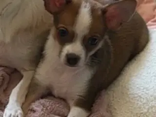 Blanding af chihuahua og papillon hvalp