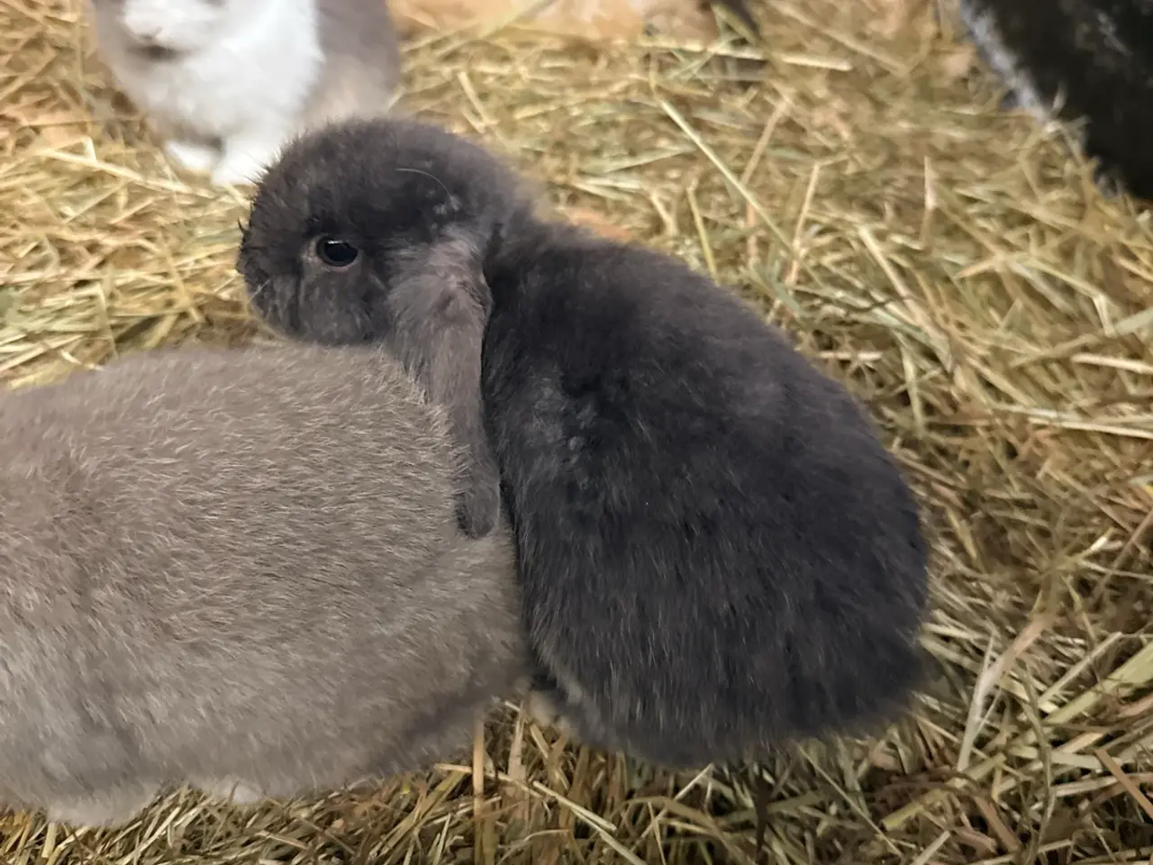 Billede 2 - Minilop kanin unger
