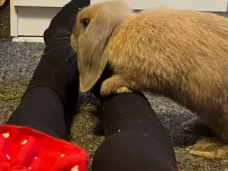 Kanin din nye ven