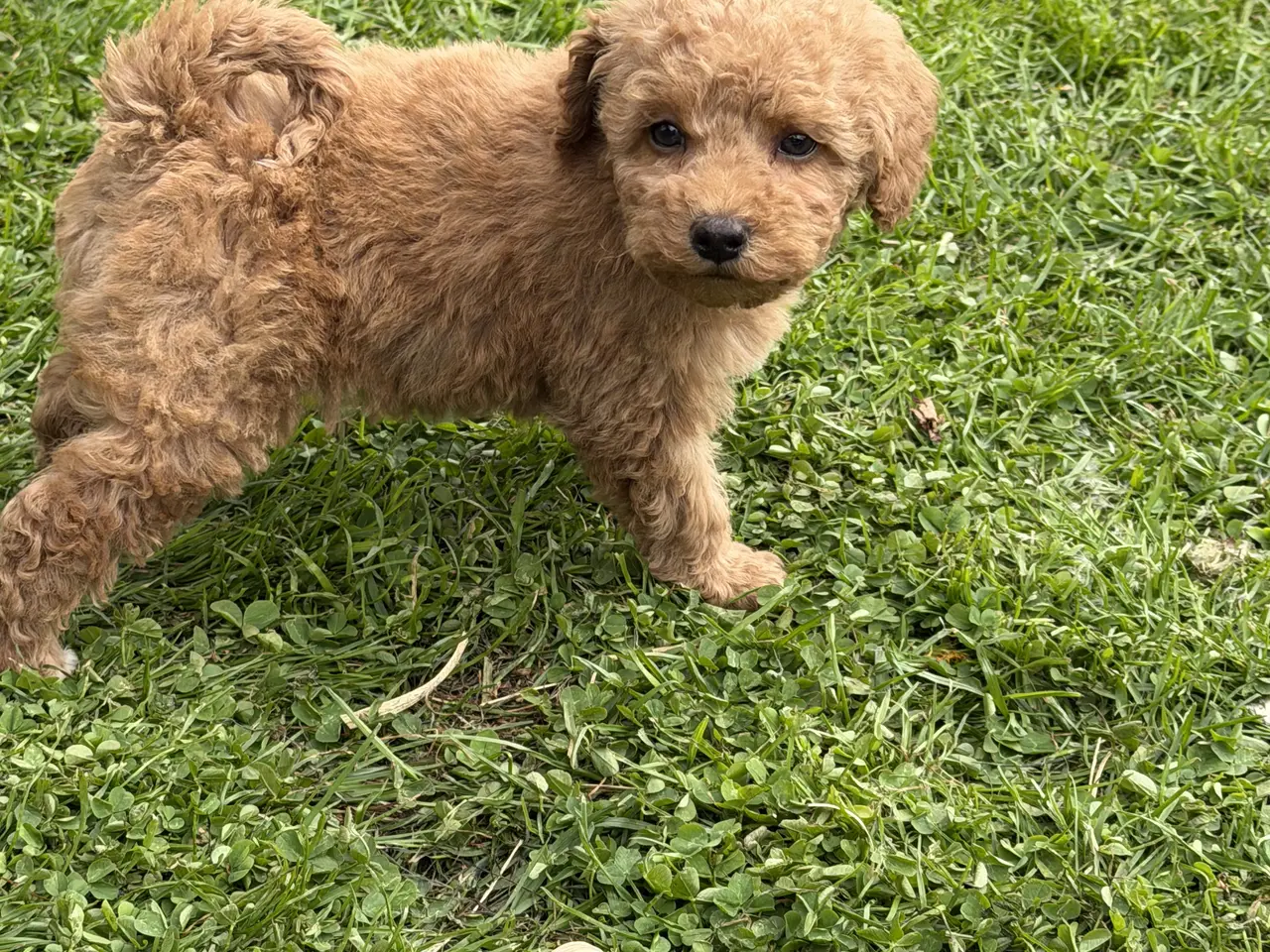 Billede 4 - Smukke mini Labradoodle ❤️🐾