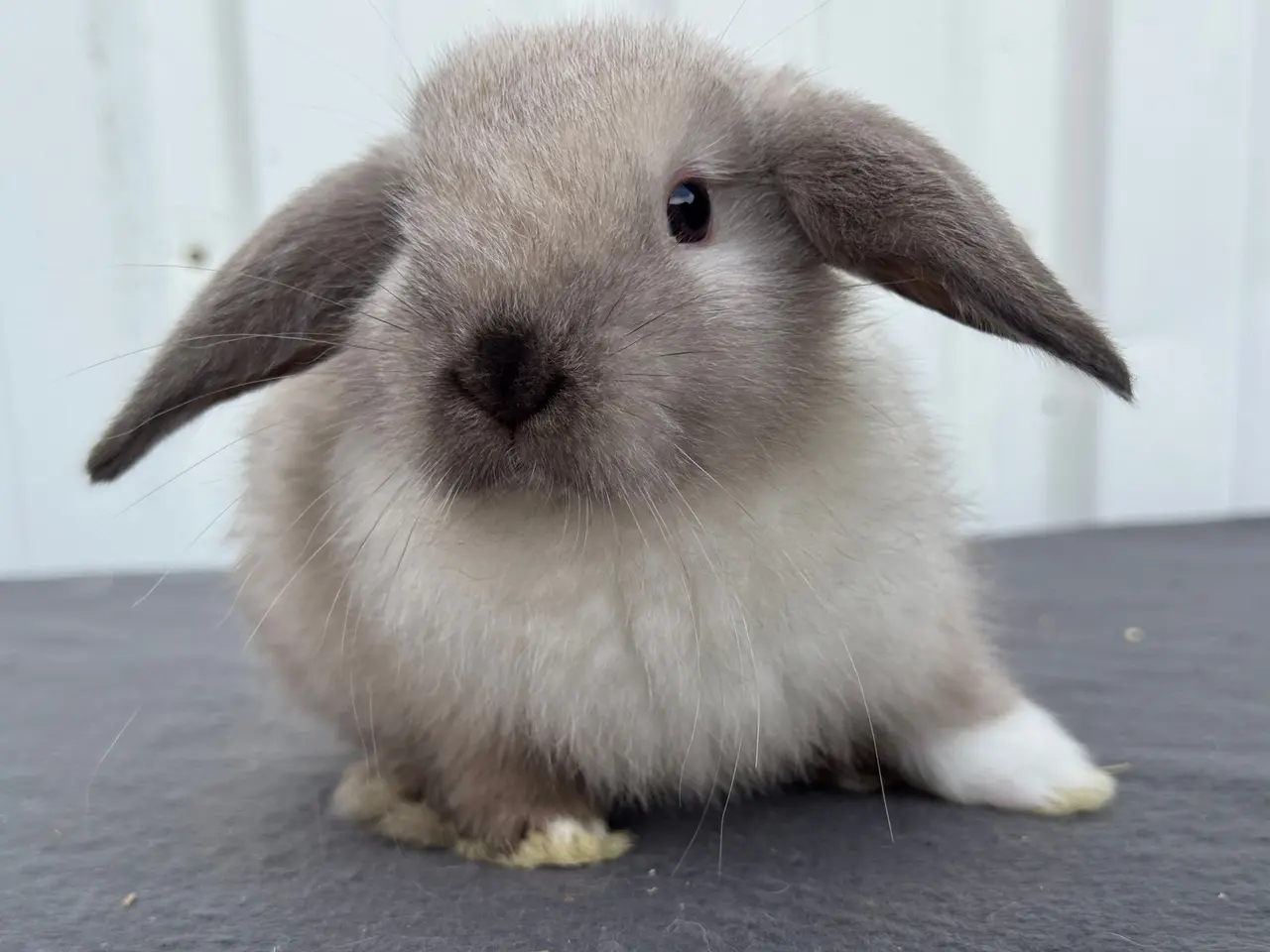 Billede 2 - Mini lop hunkanin