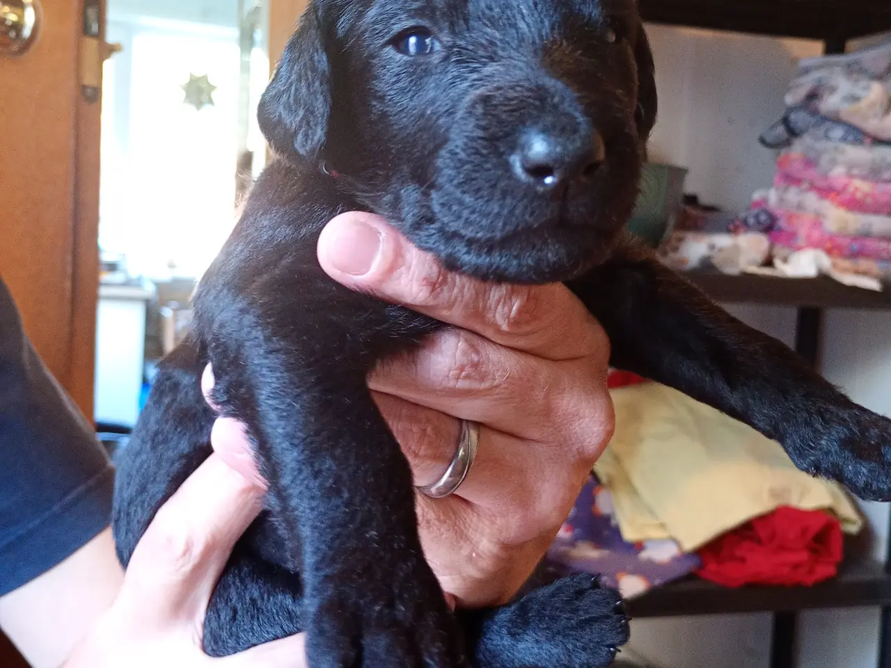 Billede 8 - Labragoldendoodle klar 1. september