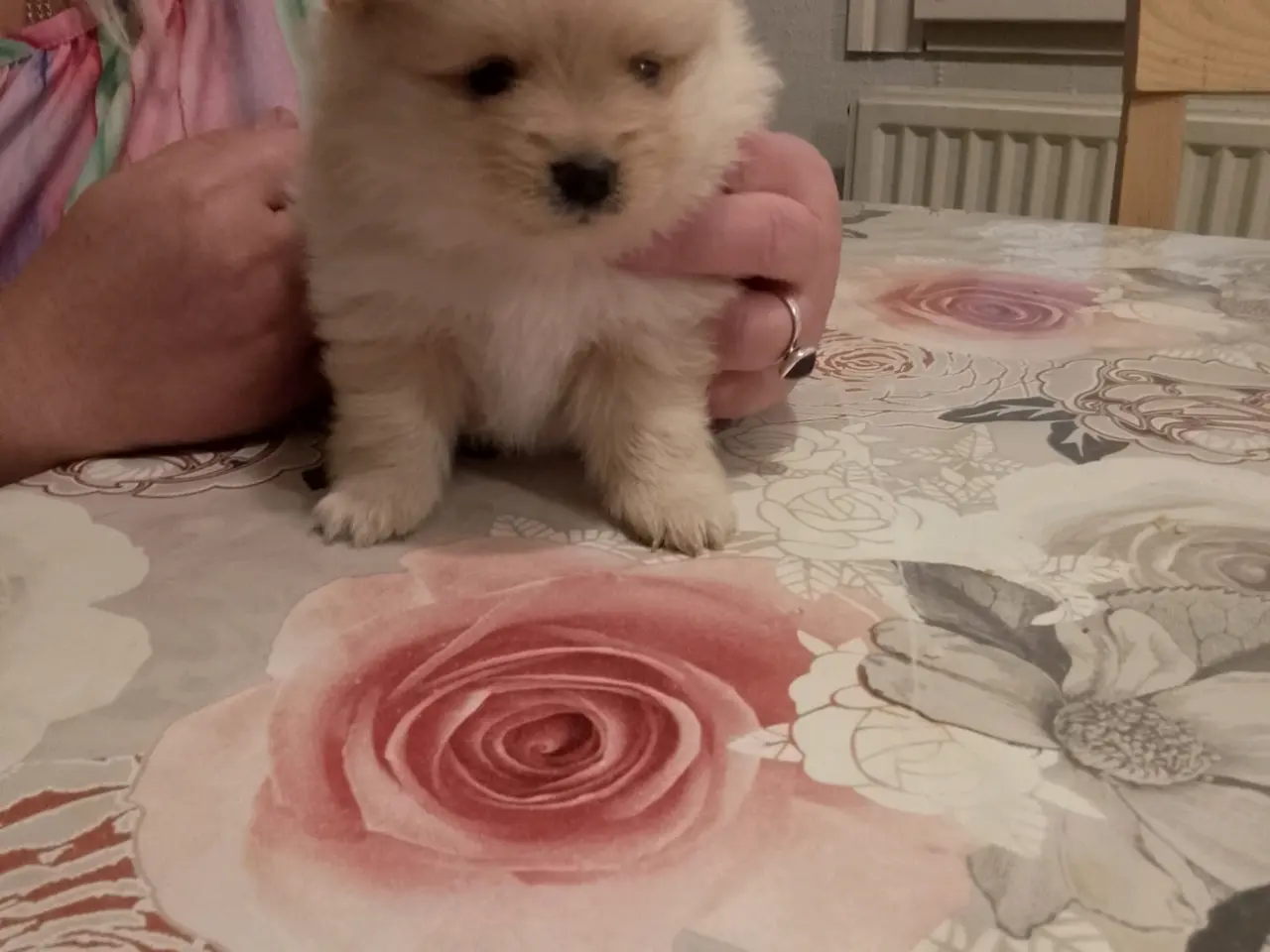 Billede 1 - Ægte Pomeranian hvalpe stk 2 dreng ægte