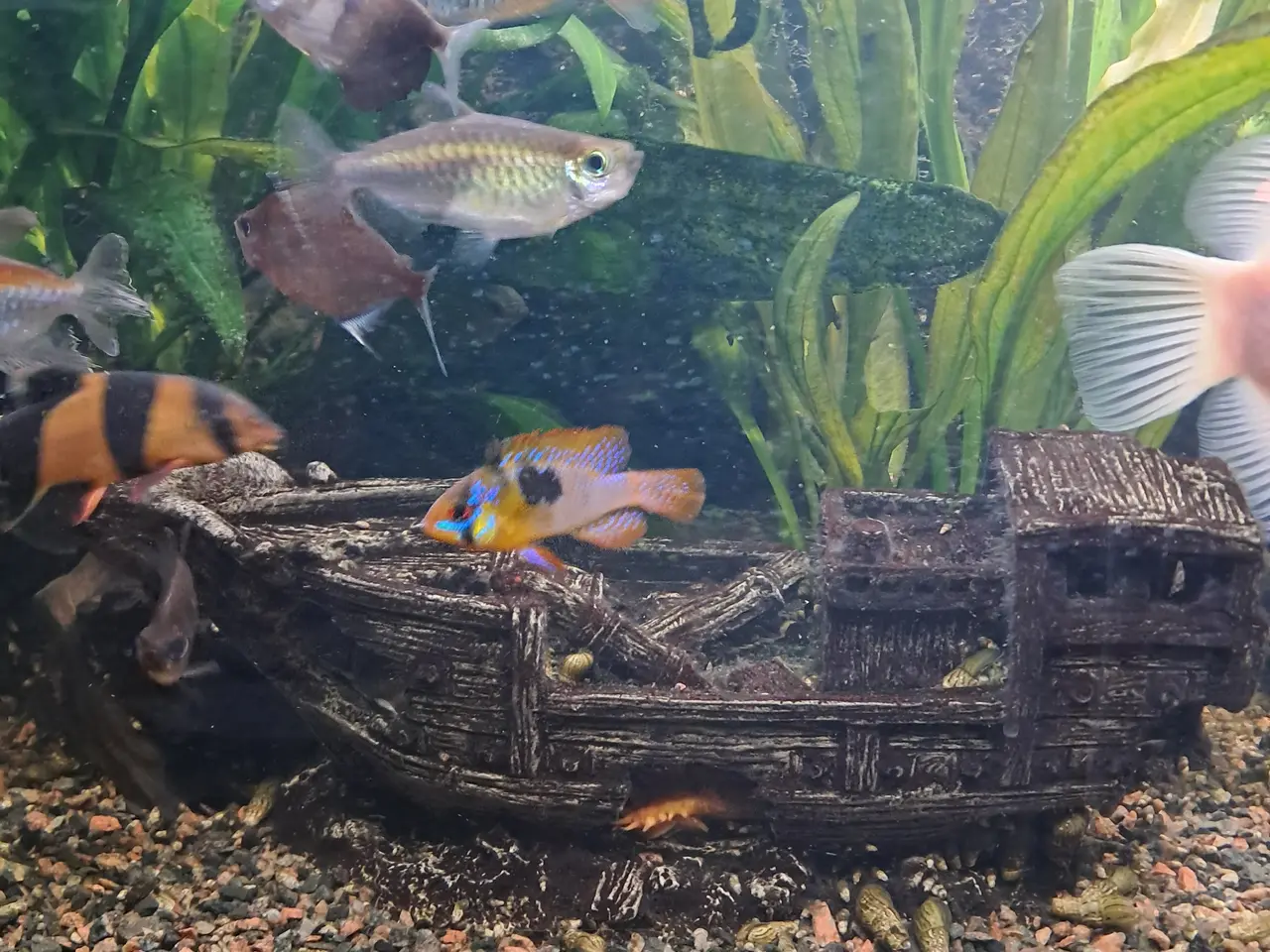 Billede 2 - Sort Juvel Aqua Lido akvarium 200 liters til salg.