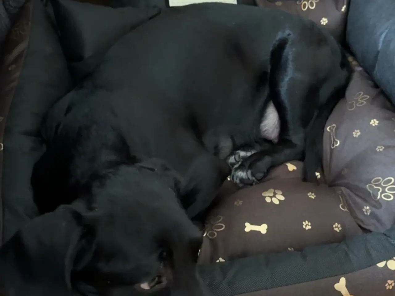 Billede 7 - 🐶 Labrador/Samojede blandingshvalpe – klar 6. okt