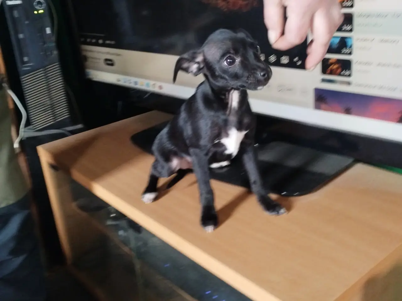 Billede 2 - blandings hund ds gårdhund chichacha