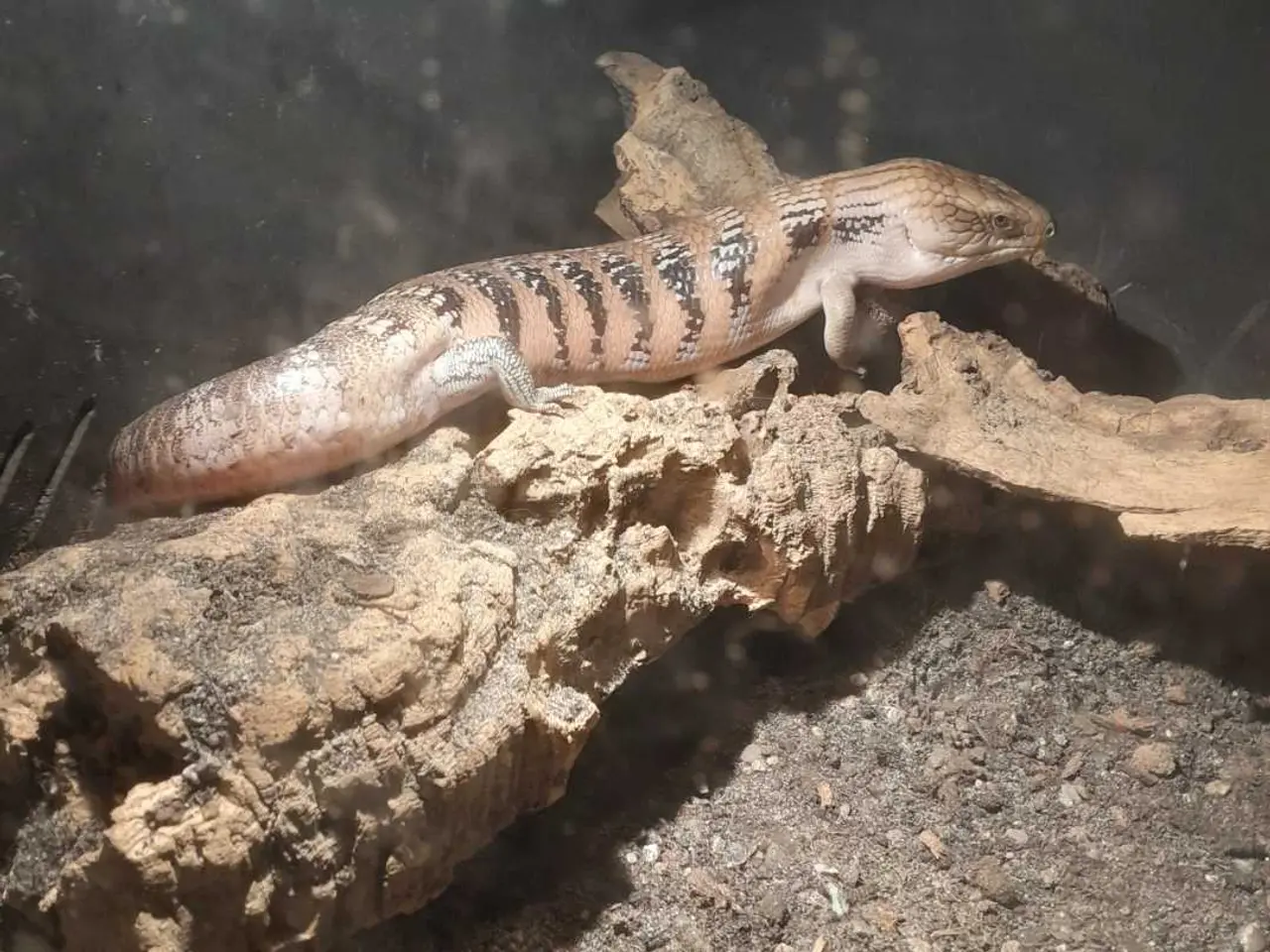 Billede 4 - Blåtunget skink