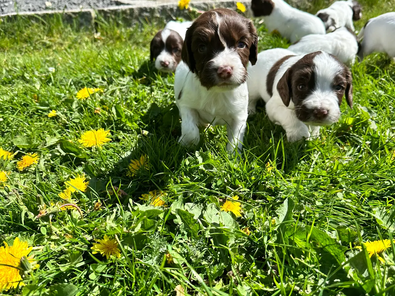 Billede 11 - Engelsk ft springer spaniels