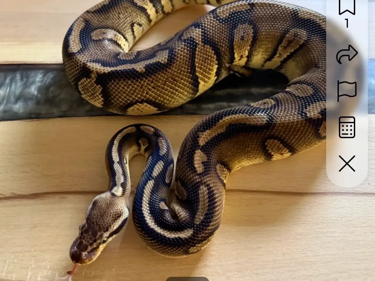 Billede 15 - Konge python