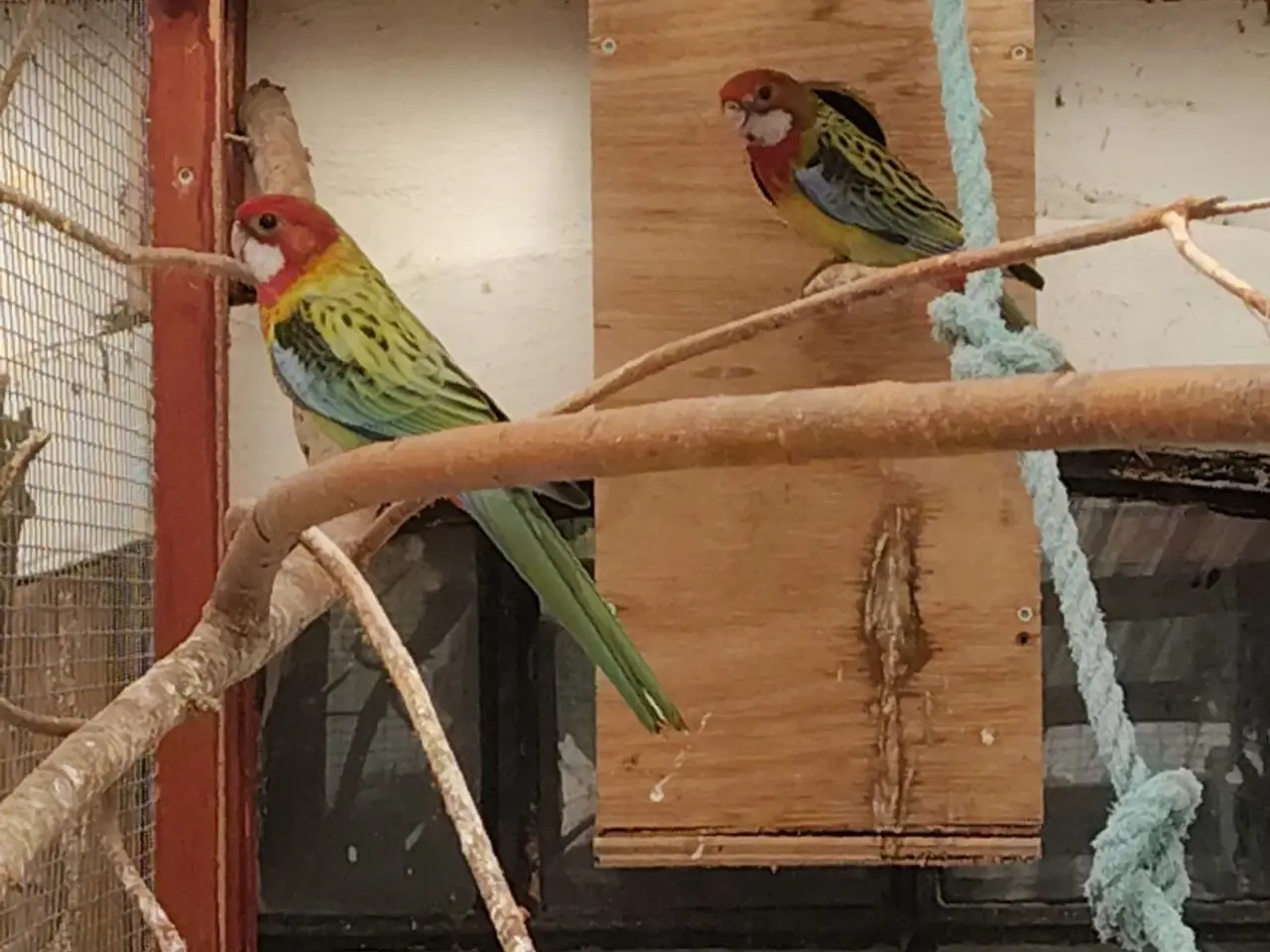 Billede 2 - Gulrygget rosella 