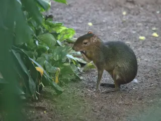 Grøn aguti