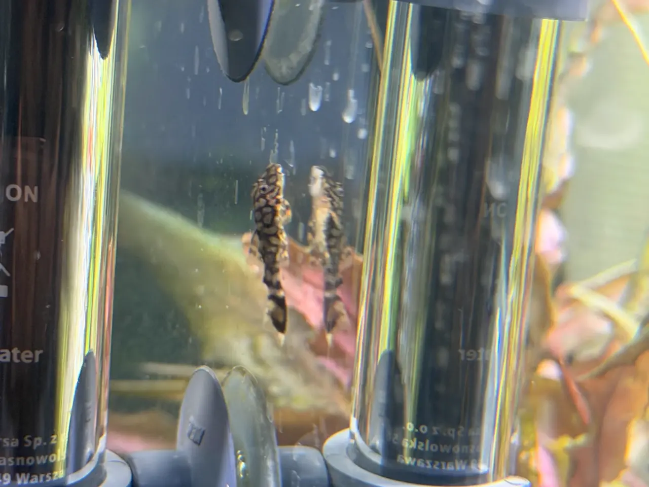 Billede 11 - L519 Honeycomb Pleco – Ancistrus sp.