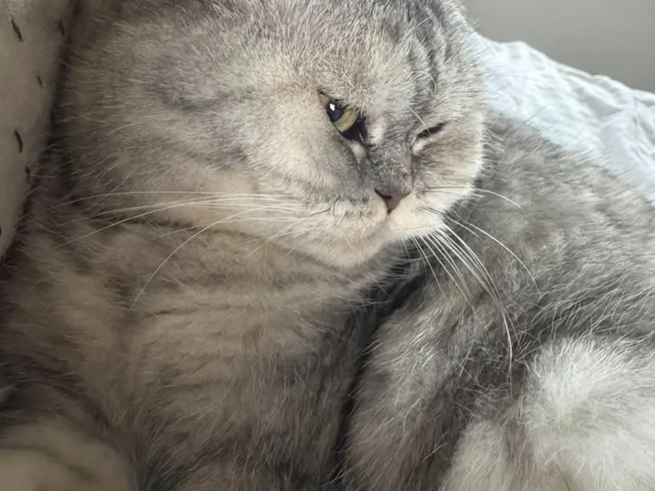 Billede 5 - Smuk British shorthair