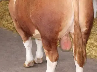 Simmentaler