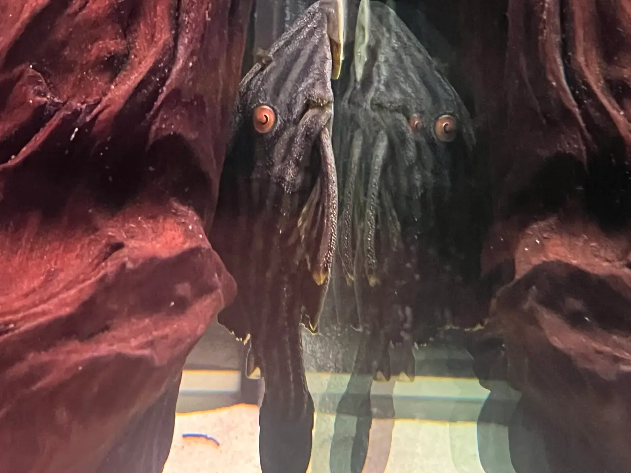 Billede 1 - L190 Royal Pleco (Panaque nigrolineatus)