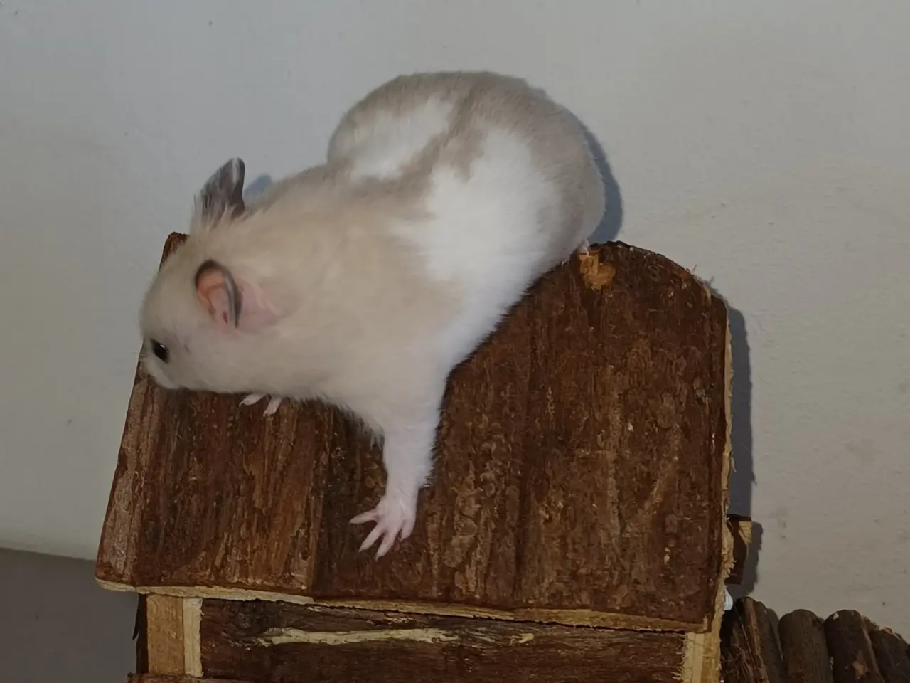 Billede 4 - Guldhamster unger