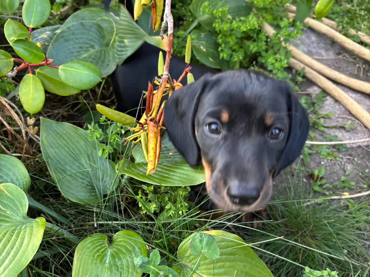 Billede 1 - Gravhund standart
