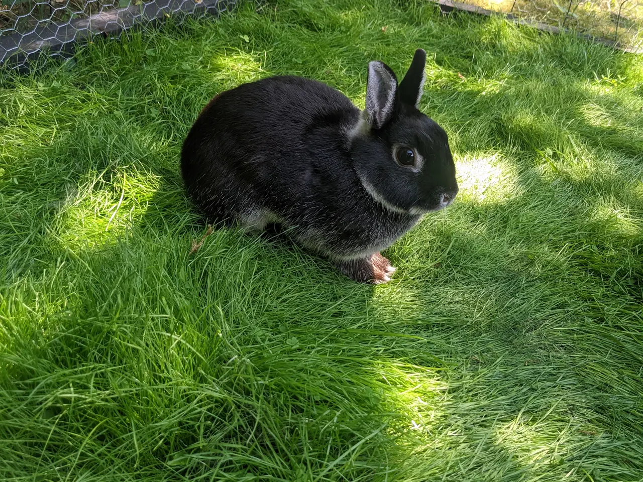 Billede 1 - Duplo søger hjem🐰🥕