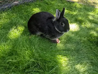 Duplo søger hjem🐰🥕