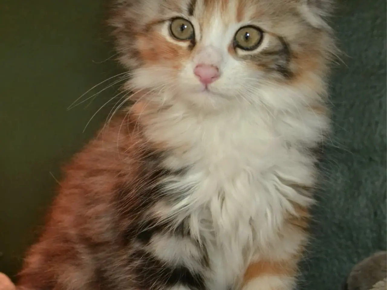 Billede 4 - Maine Coon blandinger 