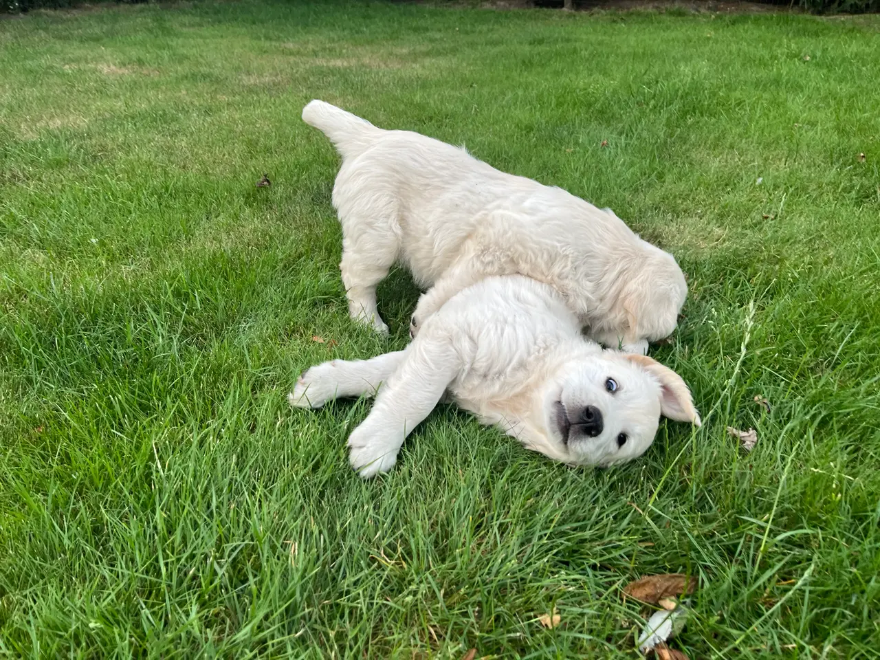 Billede 4 - 4 Golden retriever hvalpe sælges