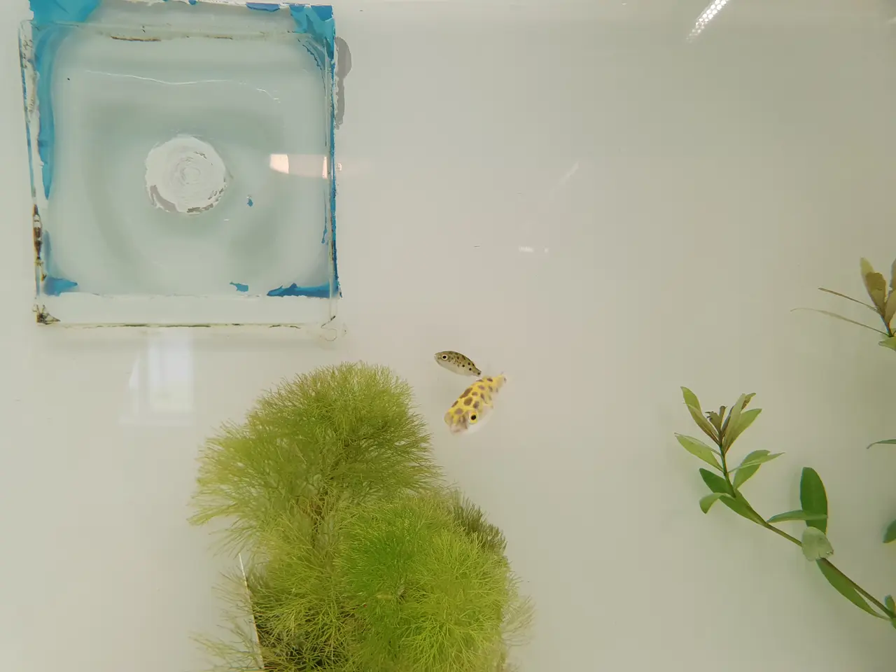 Billede 3 - 🟢🐡 PLETTET GRØN KUGLEFISK TIL SALG 🐡🟢