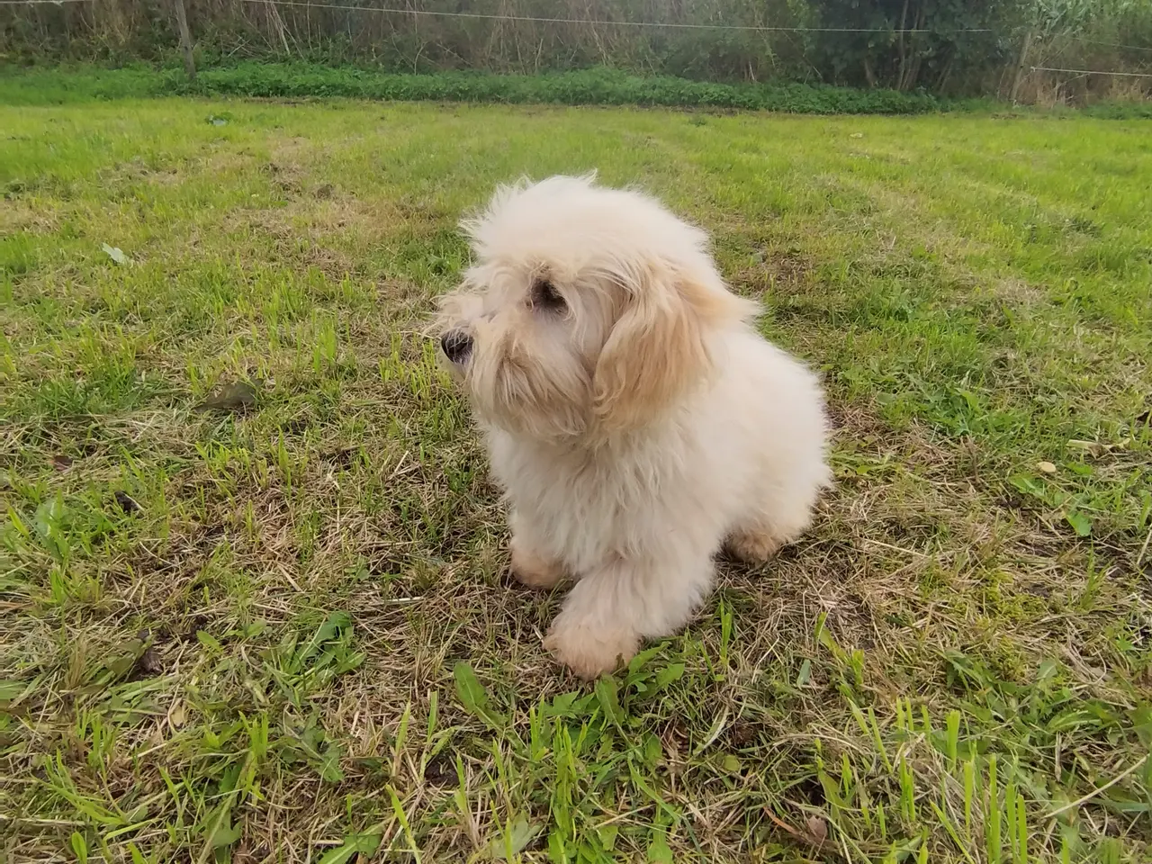 Billede 1 - Coton de Tulear 